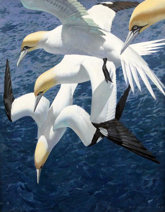 Keith Shackleton (1923-2015) Dive Sequence: Gannets 30 x 24in.